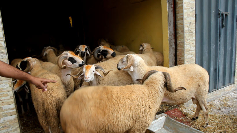 "العدالة والتنمية" تطالب بتعزيز الأمن بأسواق بيع الأضاحي