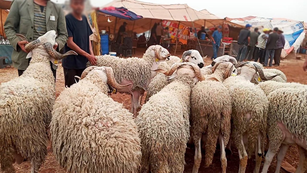 حيكر والبردعي يواجهان وزير الفلاحة بغلاء أضاحي العيد في الأسواق الوطنية